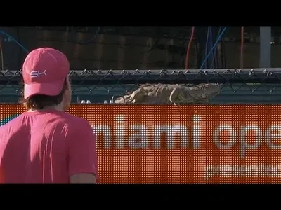 Iguana stopping match between Haas and Vesely at Miami