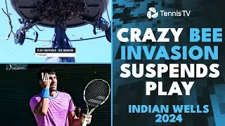 Invasion d'abeilles lors du match Zverev vs Alcaraz à Indian Wells 2024