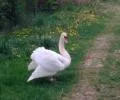 megakroug
