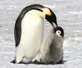 Pingouin77