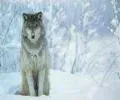 Le Loup blanc