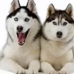 huskys
