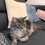 Kevin D.