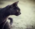 Kuro Neko
