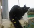 Le chat De israeli