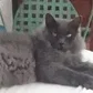 Chatounet