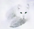 Snowy Fox