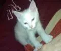 SebiBoy