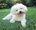 Matt Bichon