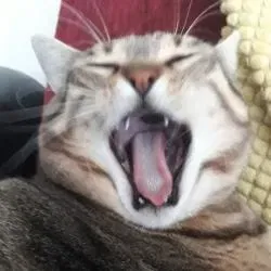 nev
