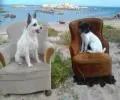 asturmano1