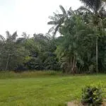 Cega