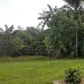 Cega