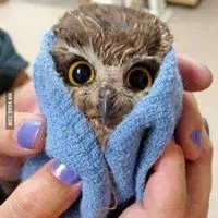 nyteowl