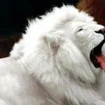 Pololefou