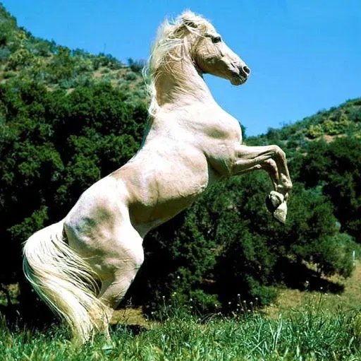 Piootres skirlizinvich