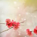 hOpEs