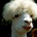 LeFrancoCroate