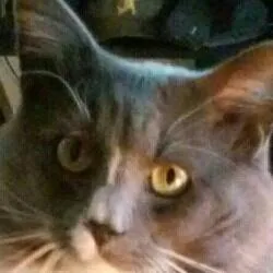 kuddy