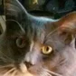 kuddy