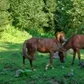 bilano