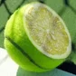 kucopel
