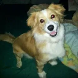 mariaauxiliadora.diaz