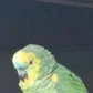 Masterofpupets