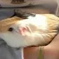 KoVico