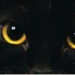 chatnoir