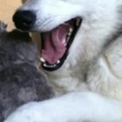 barthelmebs.alexis.alexi