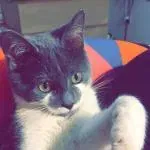 SachaTouille