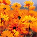 Yoann Gino Chiaffredo