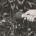 Alessio Baldoni