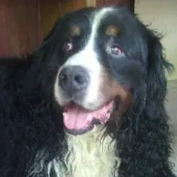Stanley Sennenhund