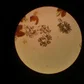 InmanolDanacol