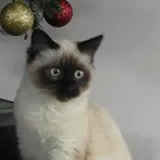 MVPMott