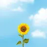 Mehmet T.