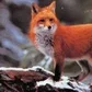 LeRenard