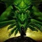 draco