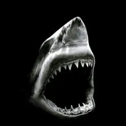 The Shark23