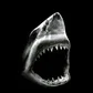 The Shark23