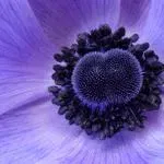 www