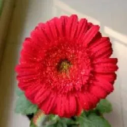 SangeetaD