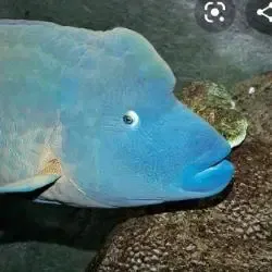 Angelo