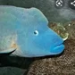 Angelo