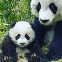 Алекс Пандов