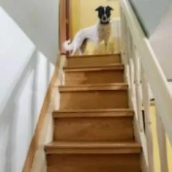 Loladante