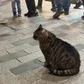 Obrano