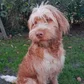 Kamleon